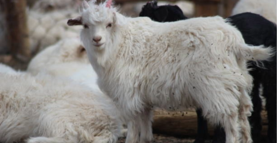 Mongolian Cashmere: The Elegance of Nomadic Luxury